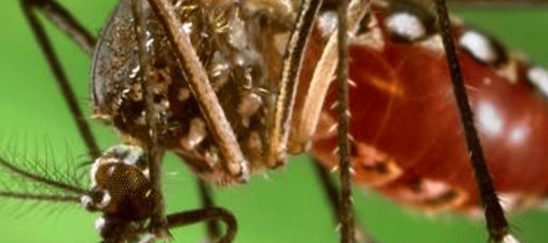 MSP alerta que la fiebre amarilla sigue activa en Ecuador