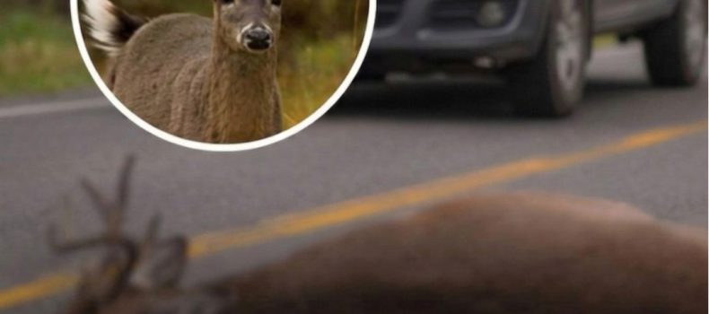 Indignación en Loja: 3 años de cárcel para conductor que atropelló a un venado