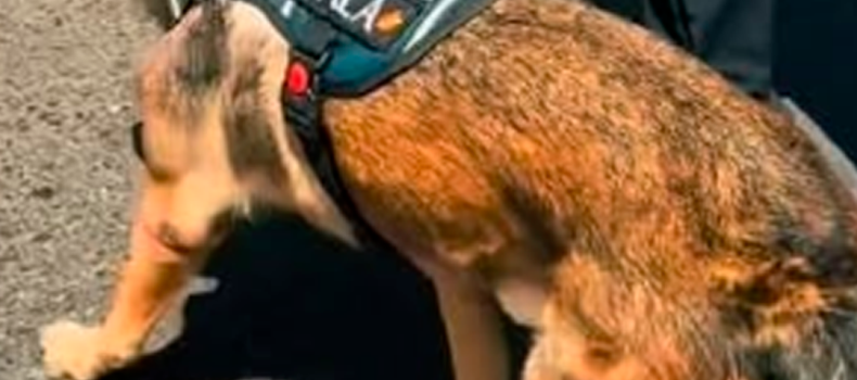 Nala, la agente canina del papa León XIV