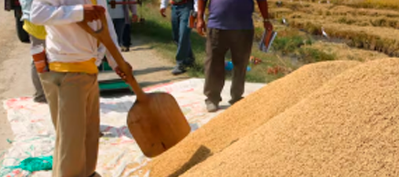 Ecuador tiene 50.000 toneladas de arroz listas para Colombia: solo espera que se abra la frontera terrestre