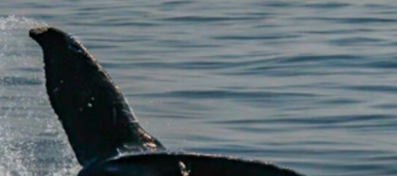 Inicia la temporada de avistamiento de ballenas jorobadas en Ecuador