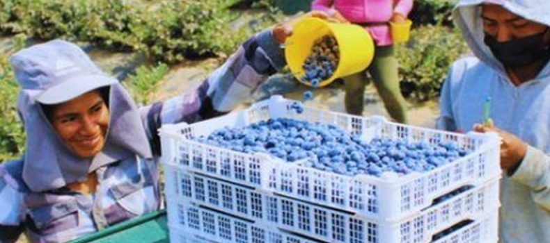 Ecuador concreta protocolo fitosanitario con China para la exportación de arándano