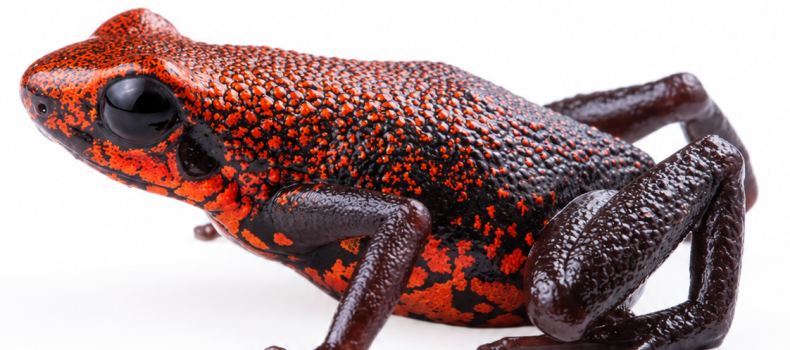 Descubren una nueva especie de rana venenosa en Ecuador