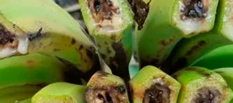 Alerta fitosanitaria: Bacteria Moko devasta fincas bananeras en Los Ríos y dispara costos de bioseguridad